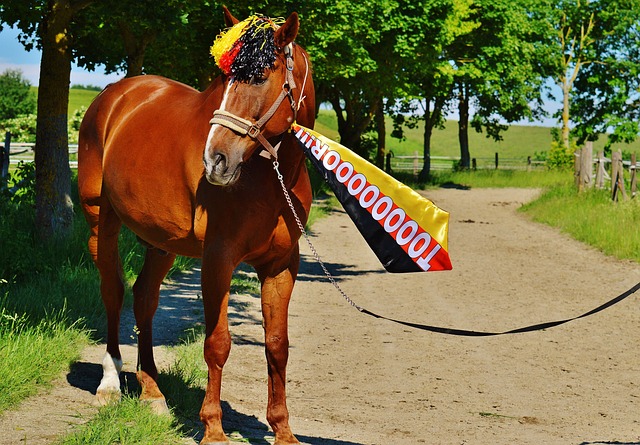 的比赛经验 的比赛经验